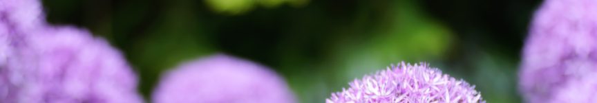 Formation à l’animation